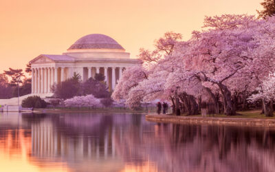 Cherry Blossom Retreat for Women Spring 2025